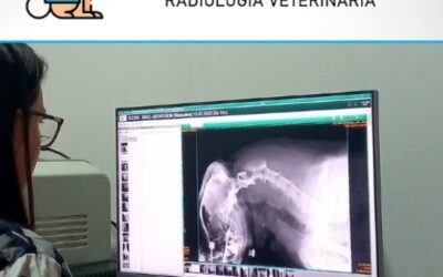 Cristiane Teichmann – Radiologia Veterinária